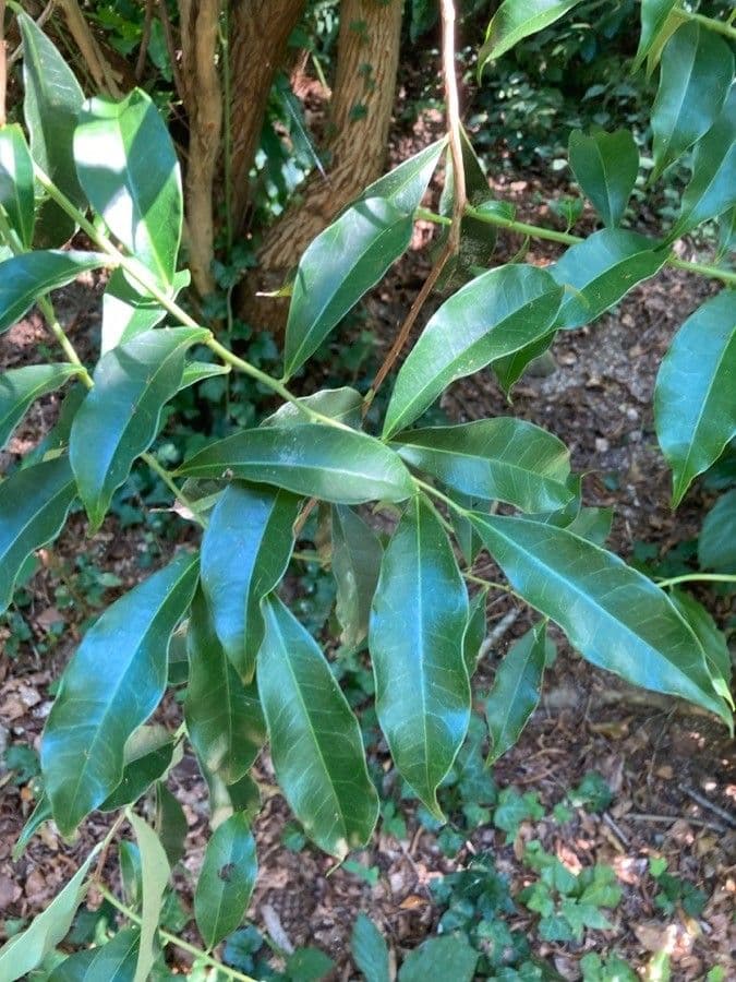 Craibiodendron