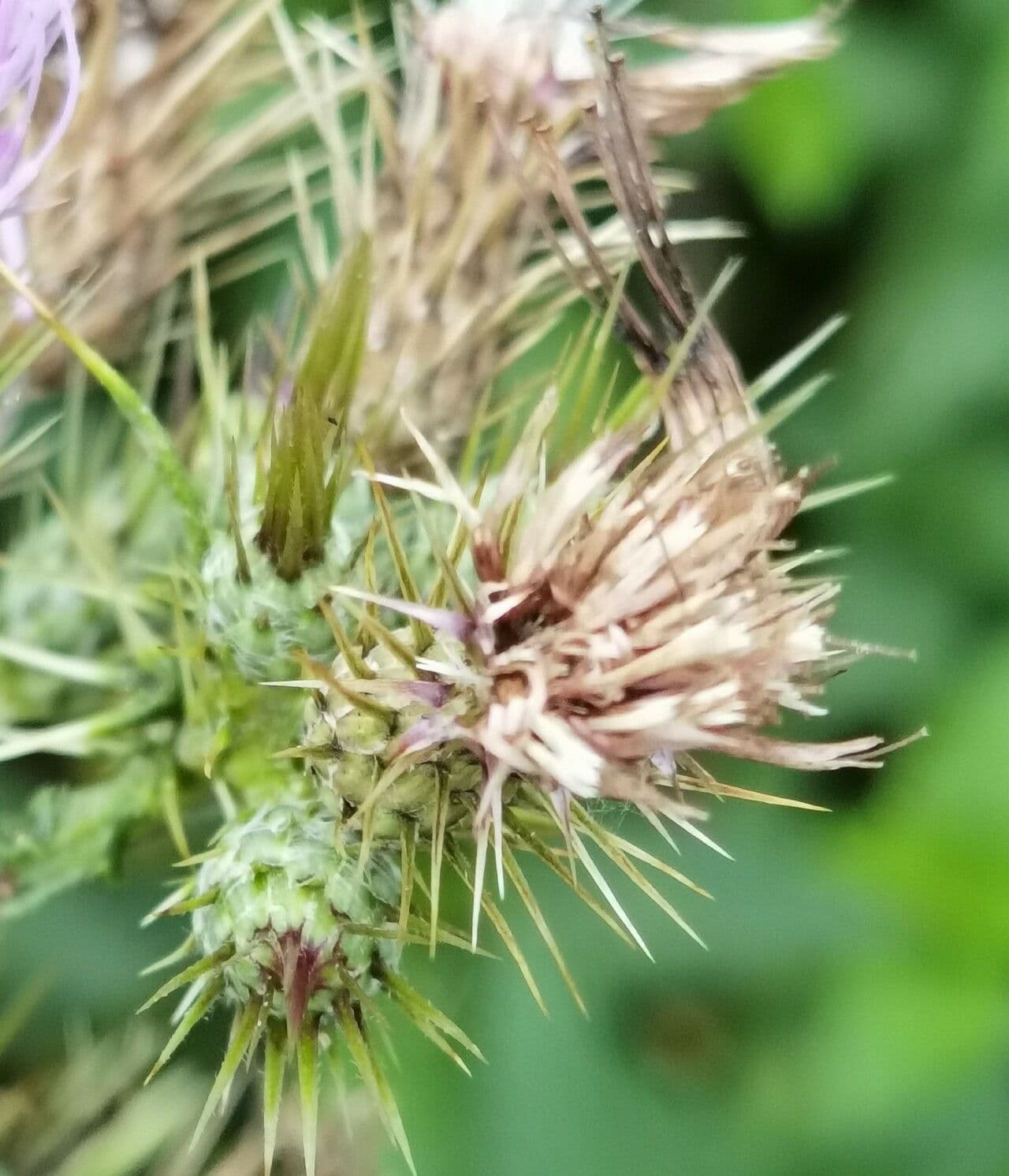 Cardo cretese