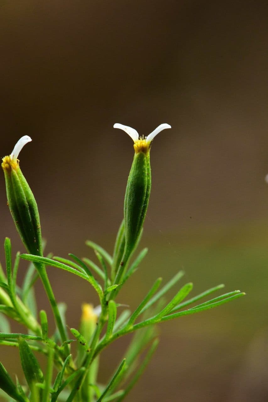 Tagetes micrantha 6