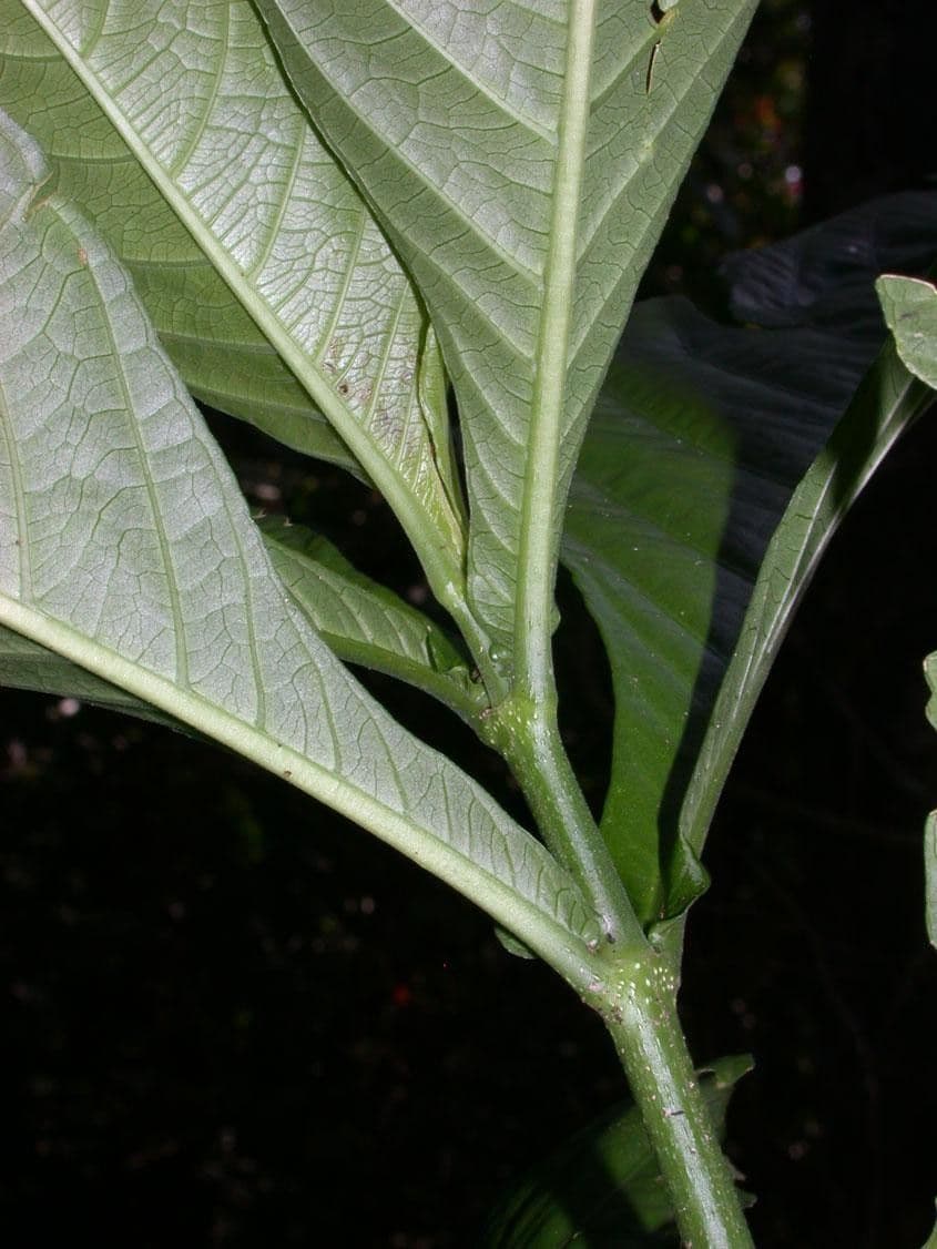 Odontonema tubaeforme 19