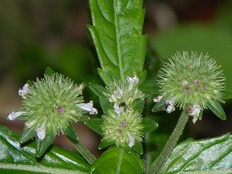 Hyptis 5