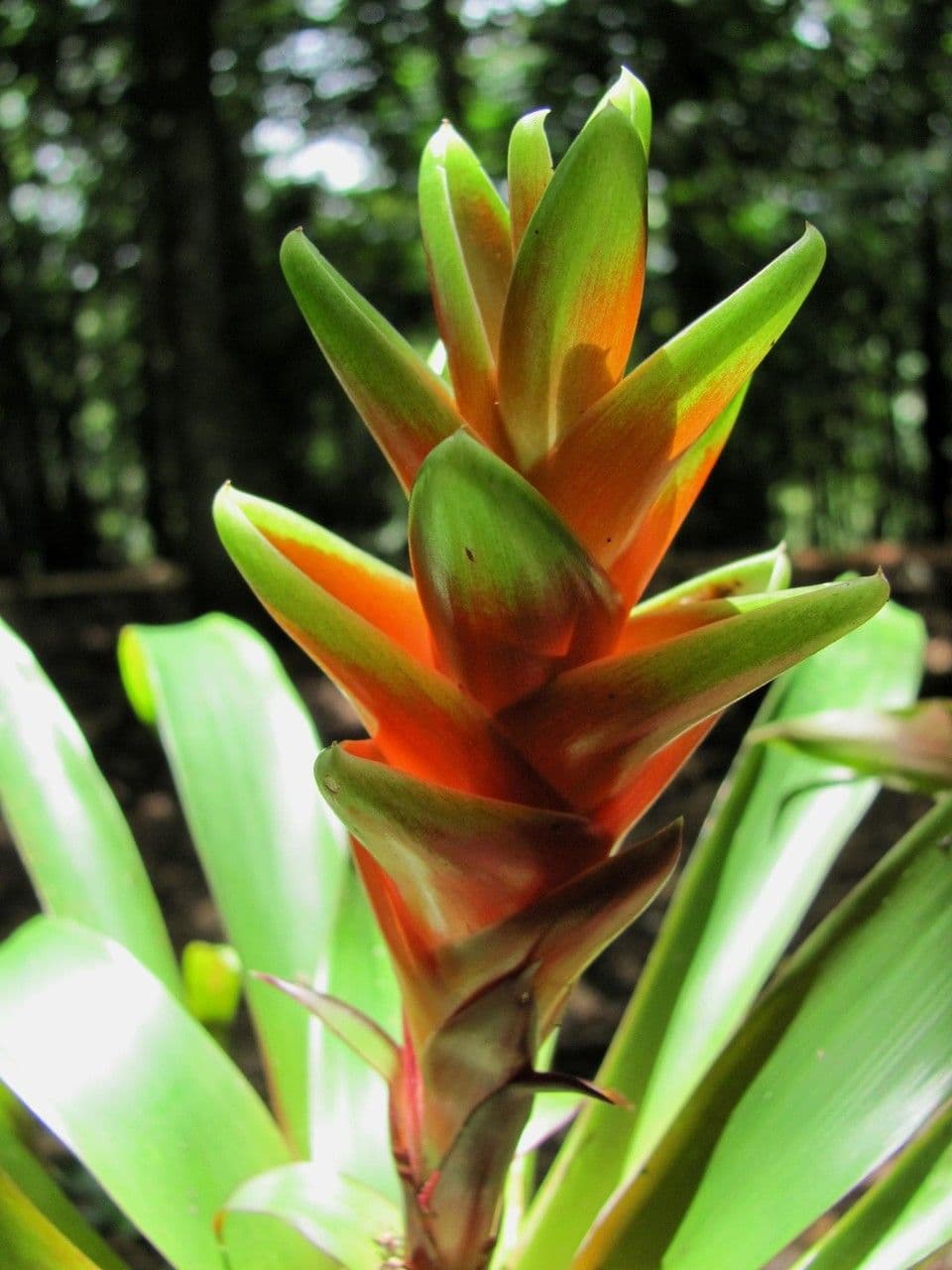 Vriesea eliconioide 8