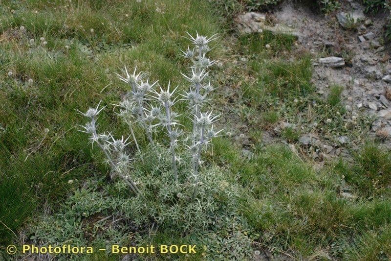 Eryngium glaciale 9