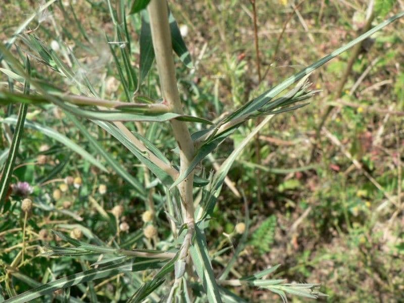 Lactuca saligna 23