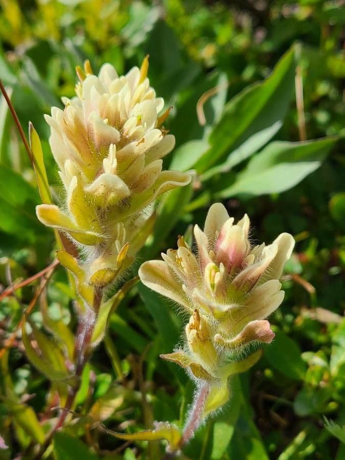 Castilleja 4