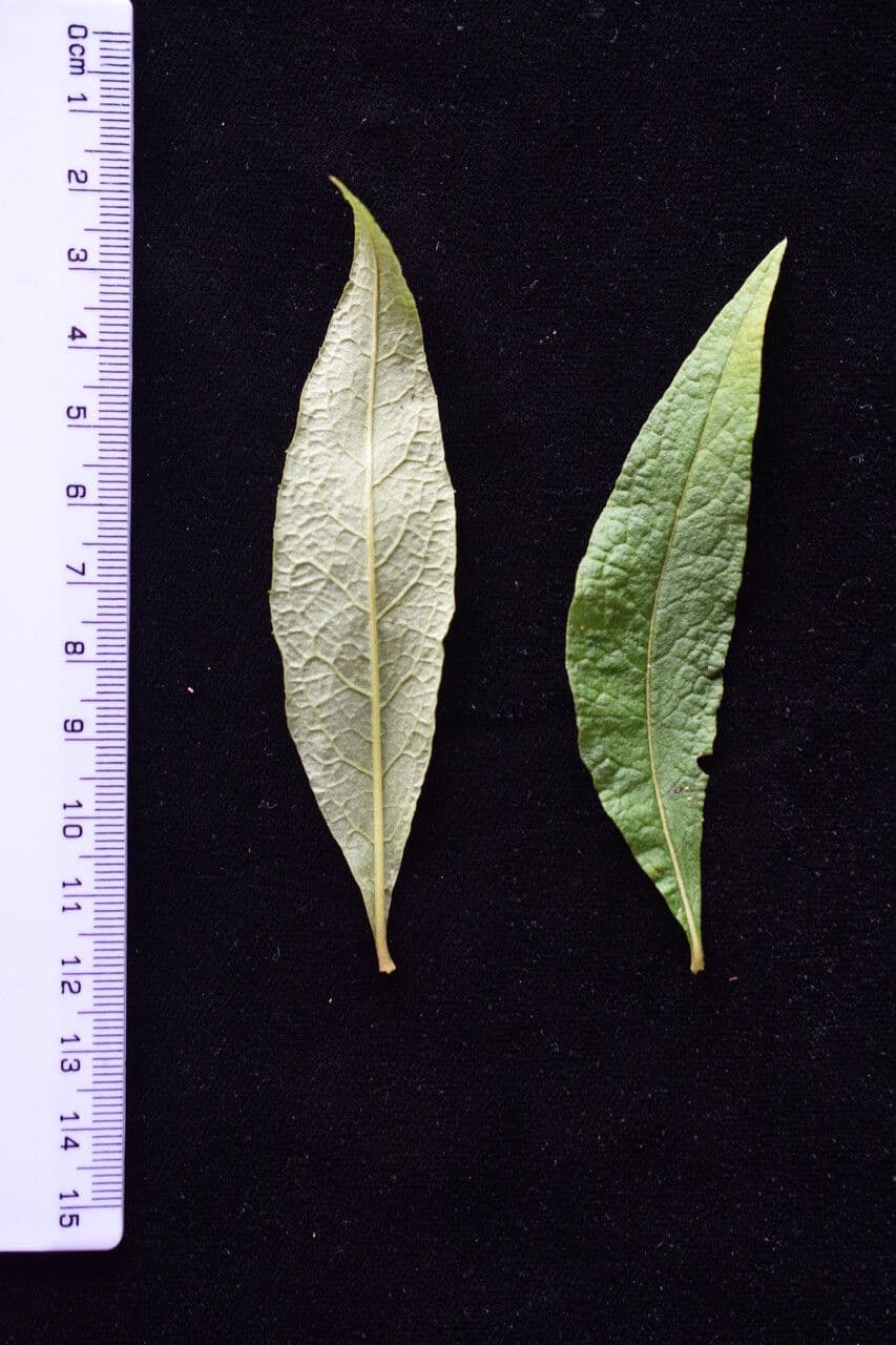 Aster 11