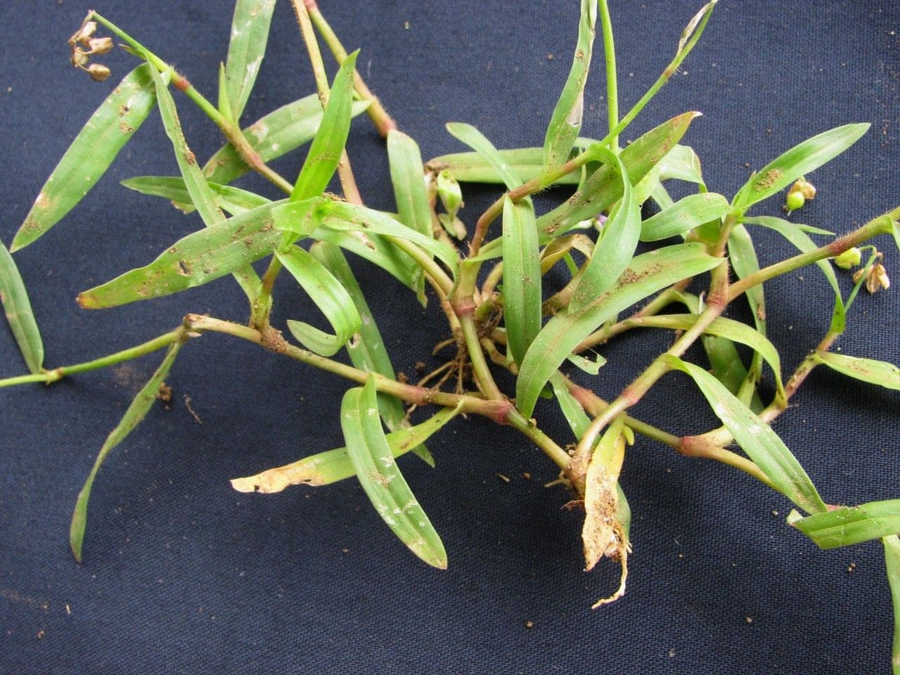 Murdannia nudiflora 20