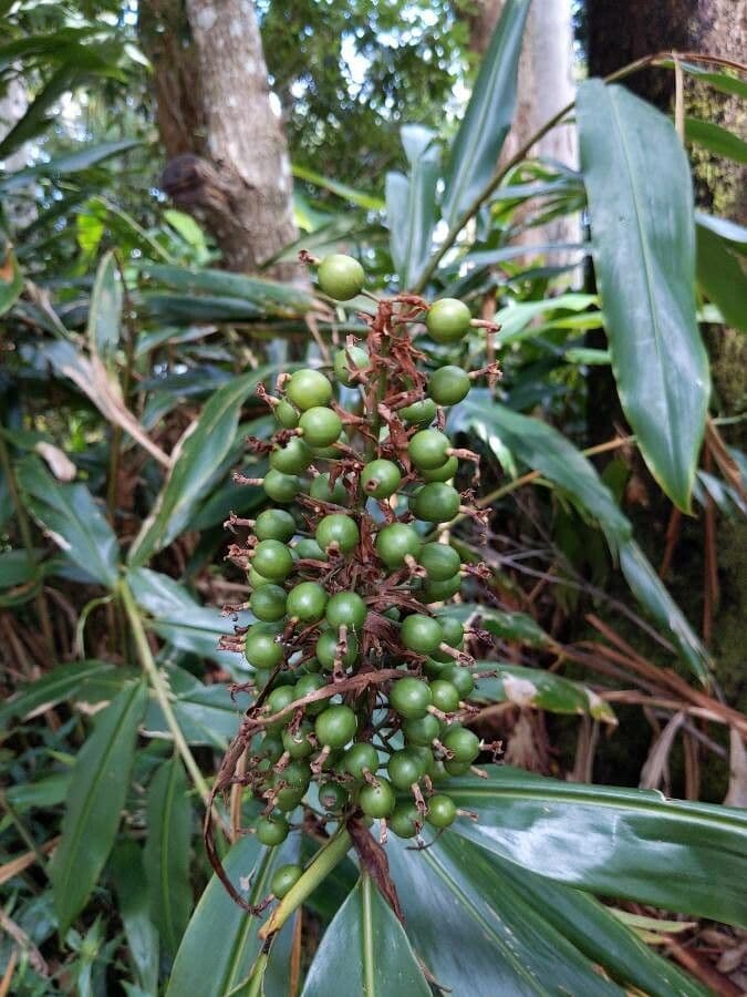 Alpinia blu 3