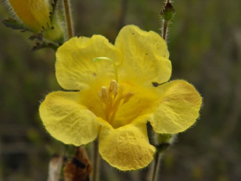 Aureolaria pectinata 2