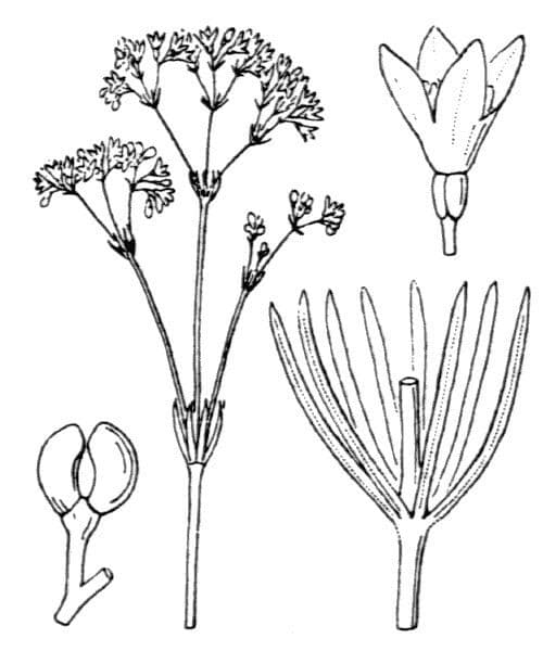 Rubia glauca 30