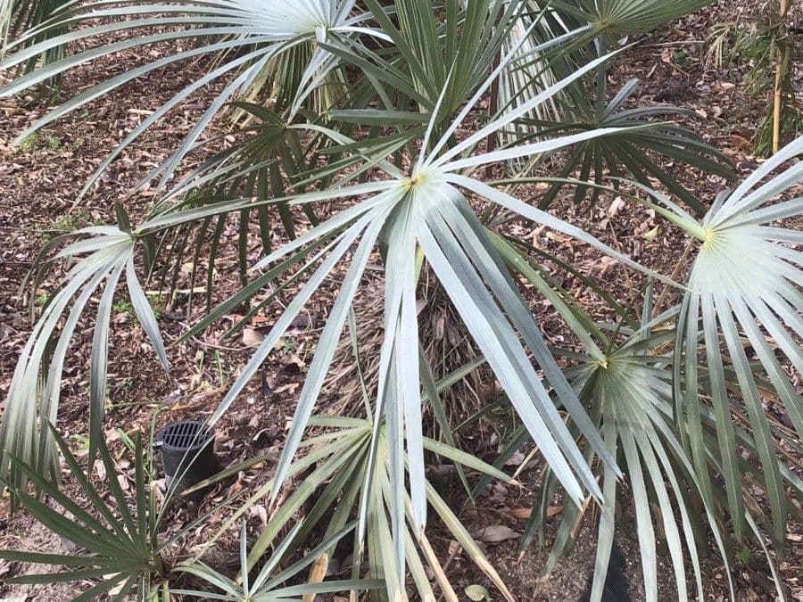 Trithrinax 2
