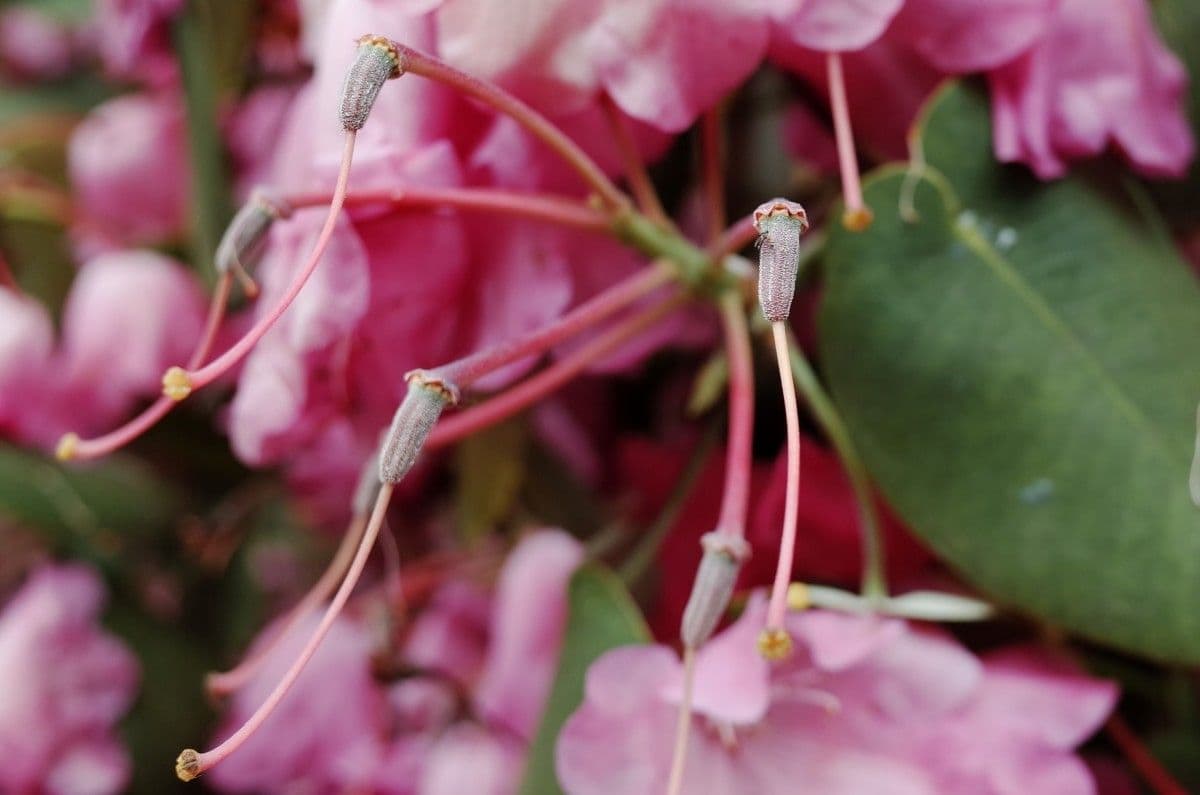 Rododendro