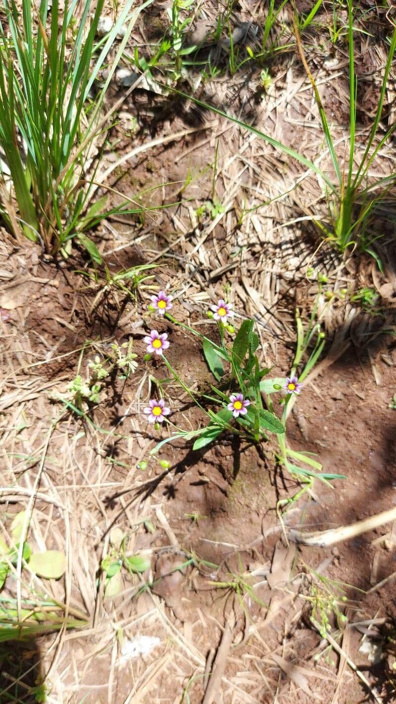 Sisyrinchium micranthum 9