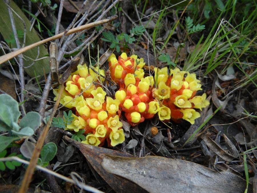 Cytinus hypocistis 9