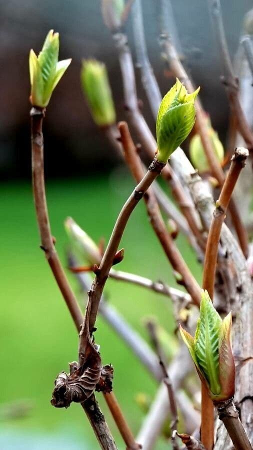 Svída výběžkatá 22