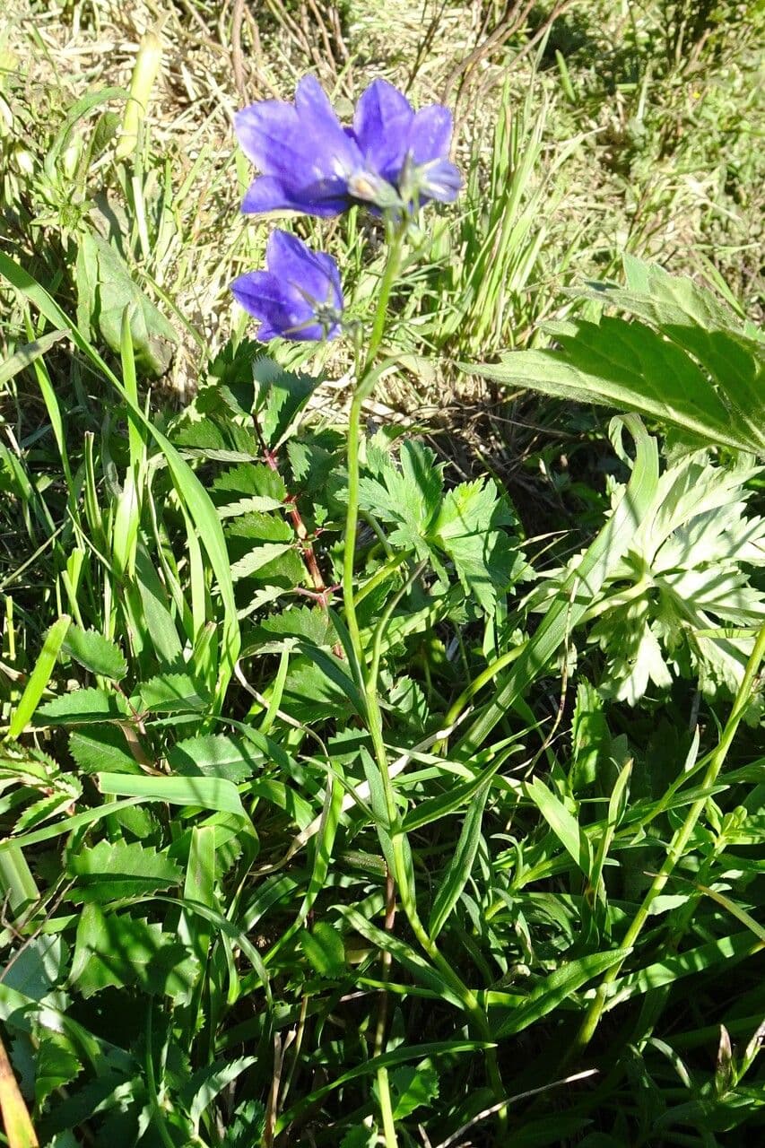 Campanula romboidale 11
