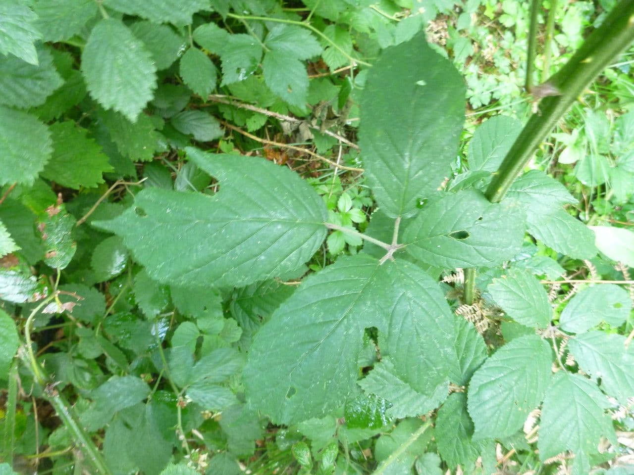 Rovo 6