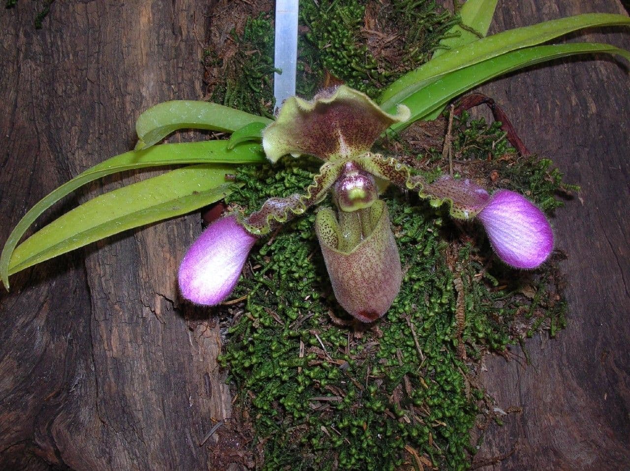 Paphiopedilum 4