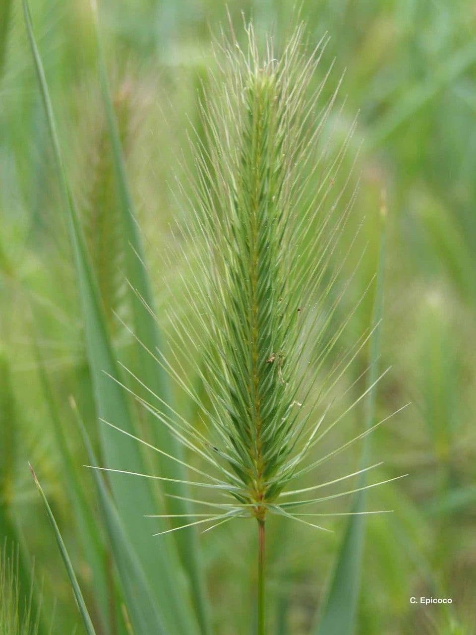 Orzo marittimo