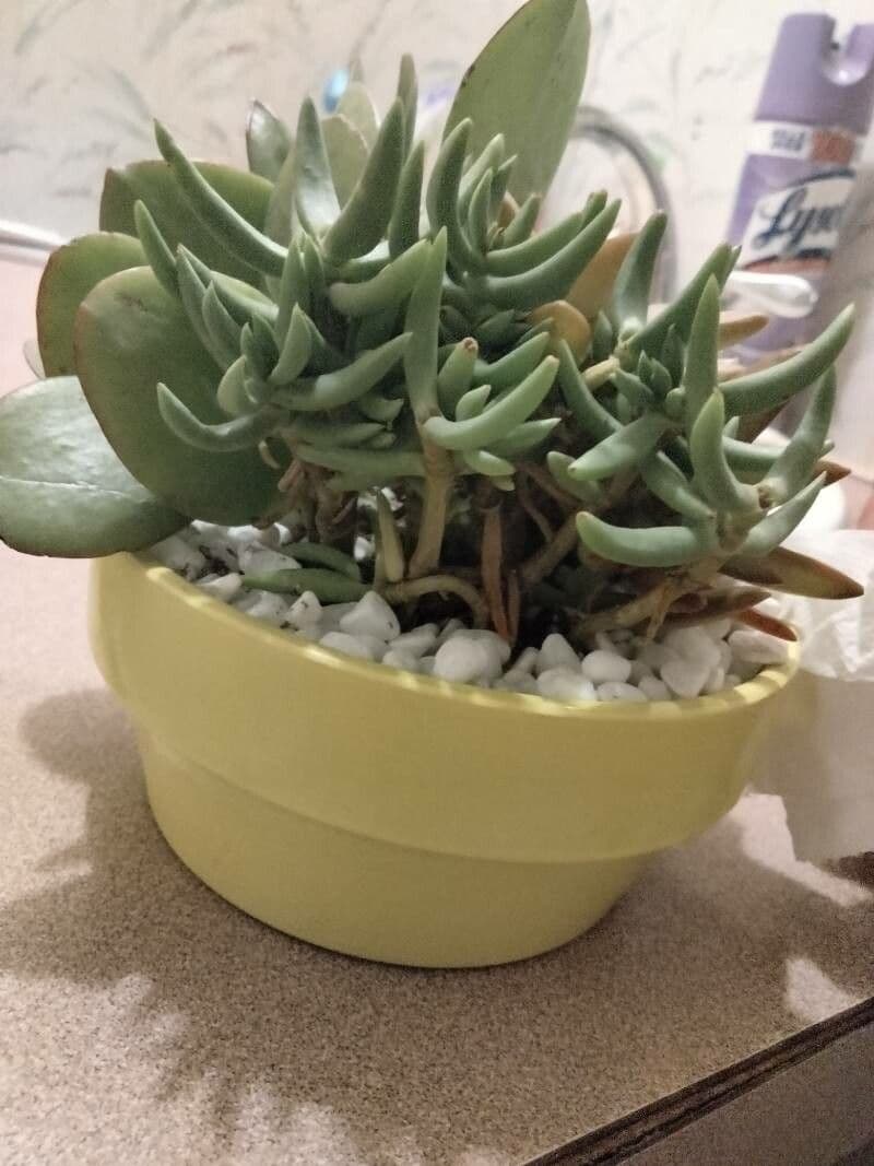 Dudleya 16