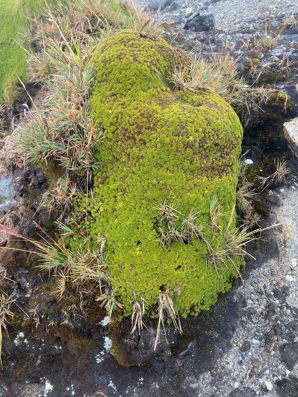 Azorella 11