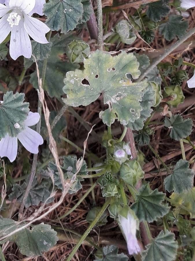 Malva domestica 2