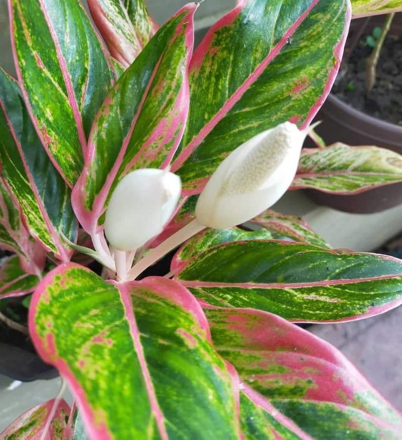Aglaonema 7