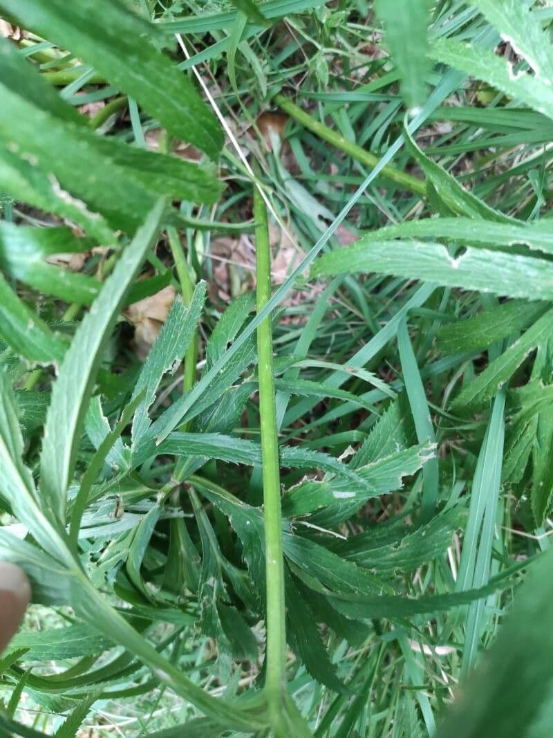 Elleboro verde 23