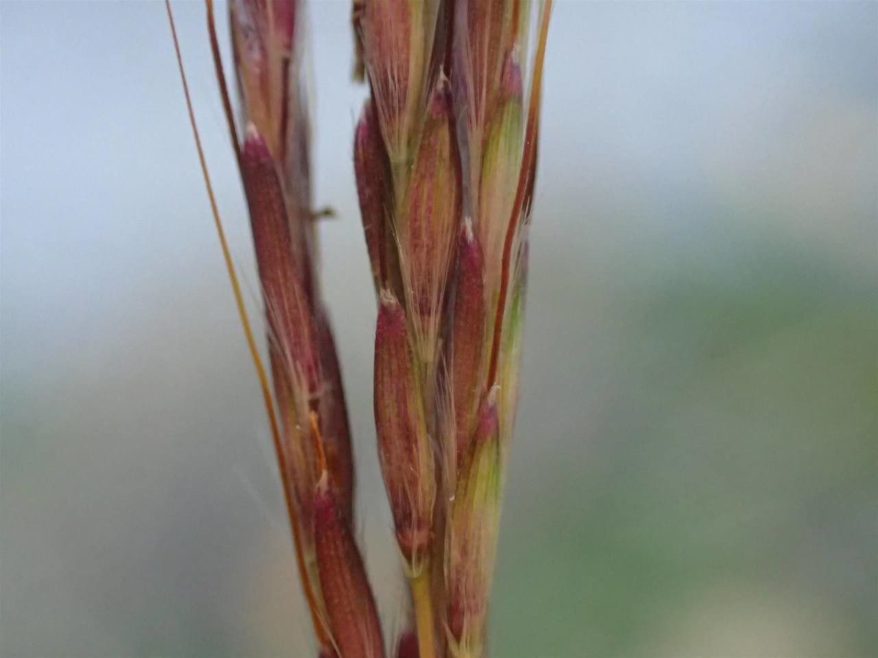 Gewöhnliches Bartgras 21
