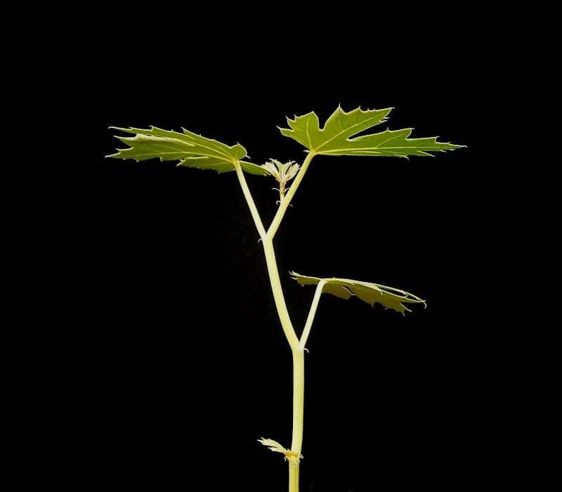 Jatropha macrorhiza 4