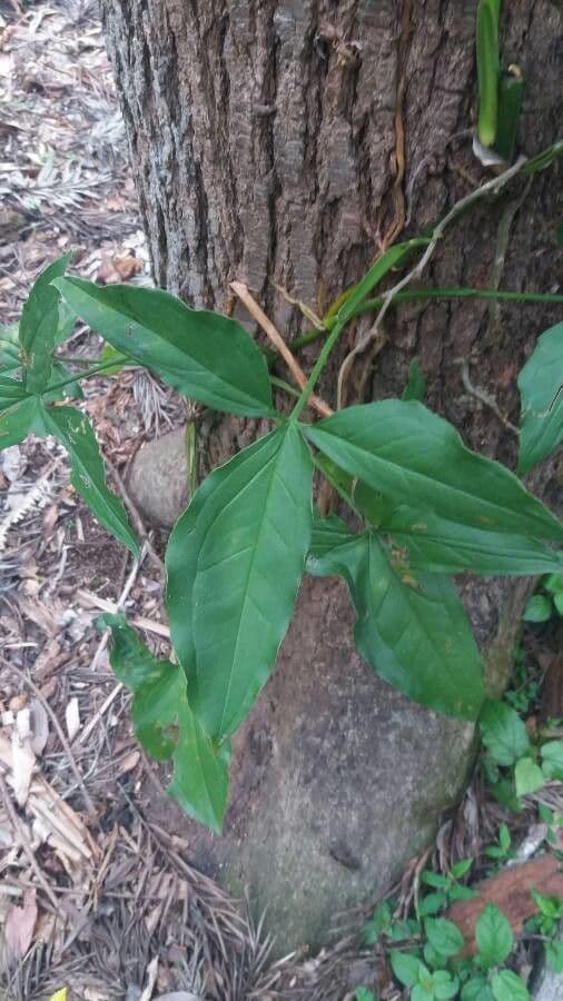Syngonium 7