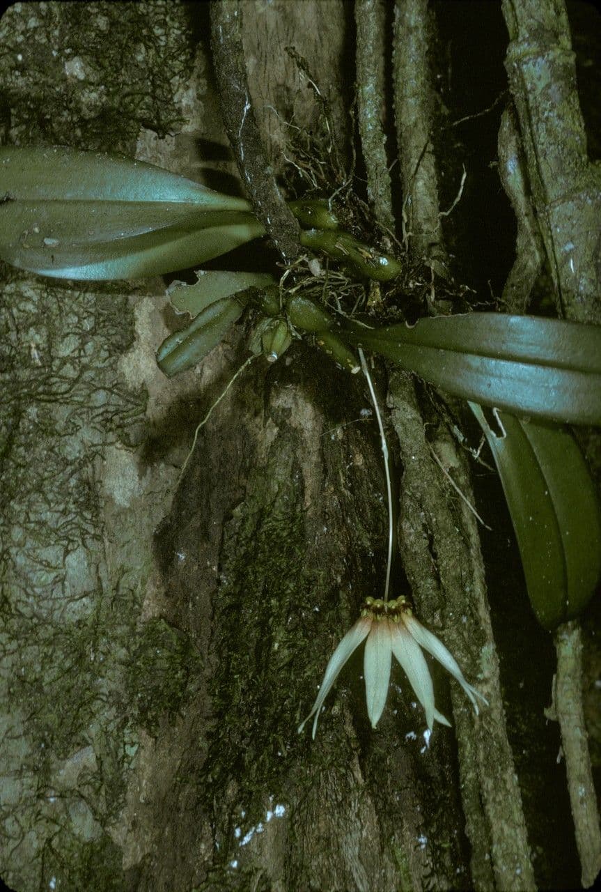 Bulbophyllum