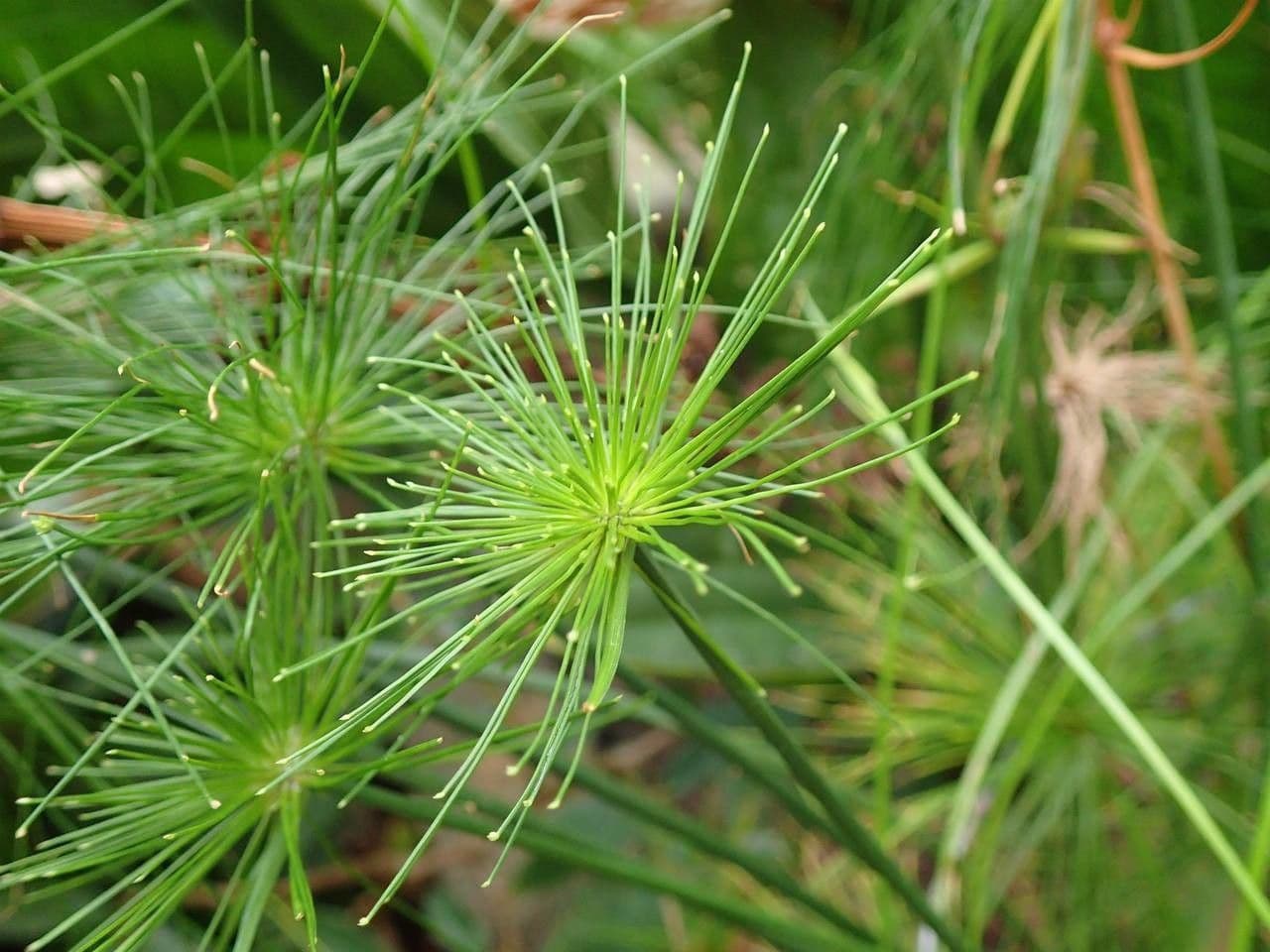 Zigolo di haspan 10