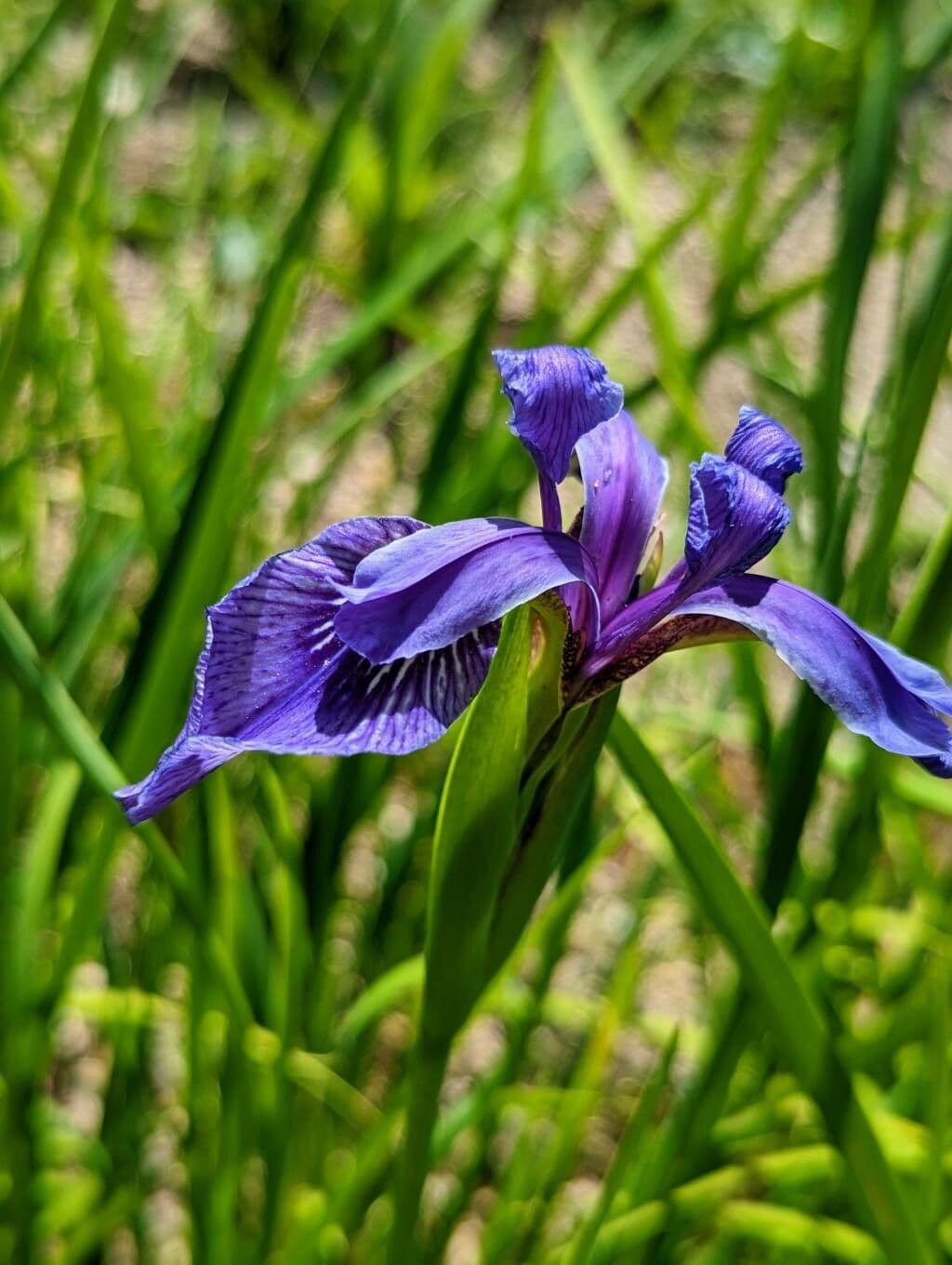 Iris 3