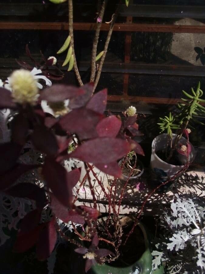 Alternanthera Brasiliana