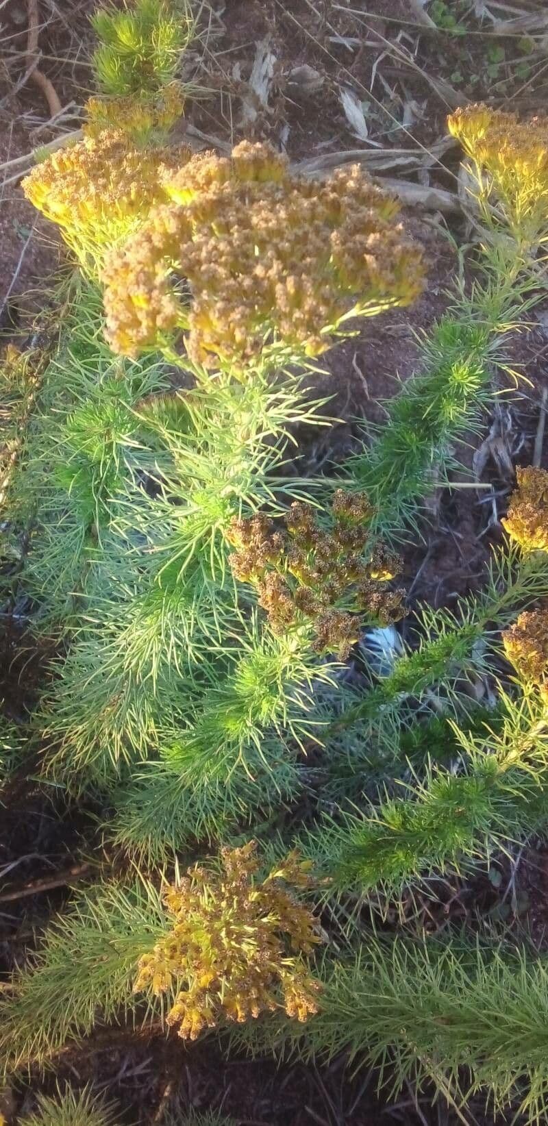 Phymaspermum 2