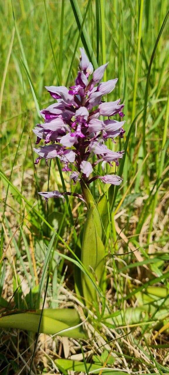 Orchidea militare 20