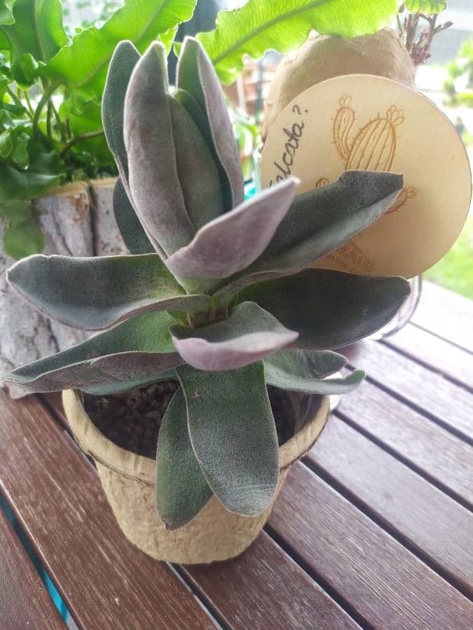 Crassula perfoliata 7