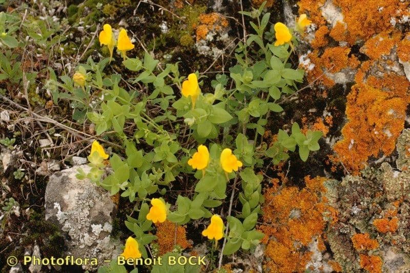 Linaria 7