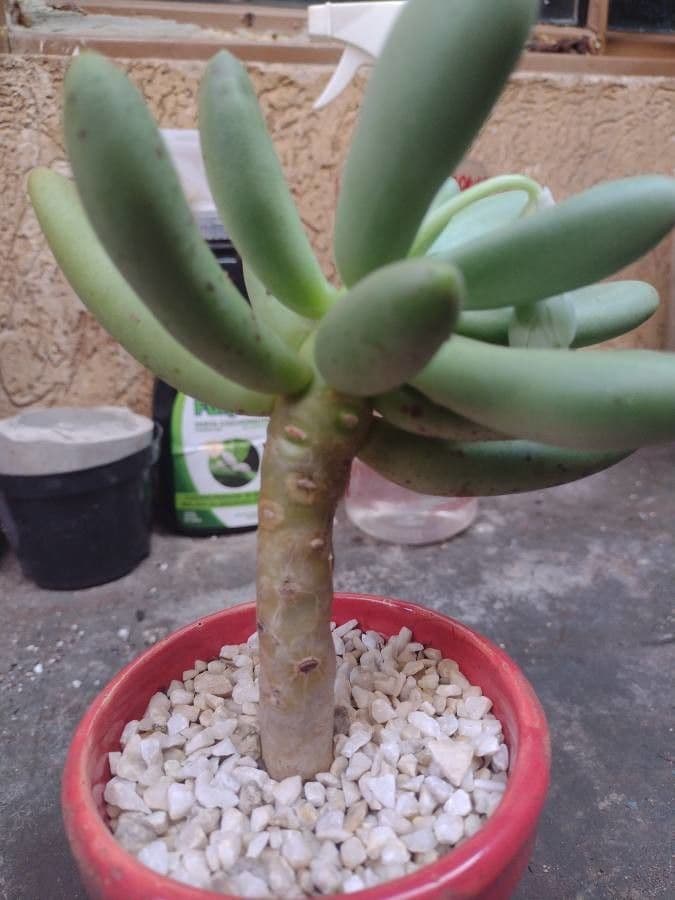 Pachyphytum