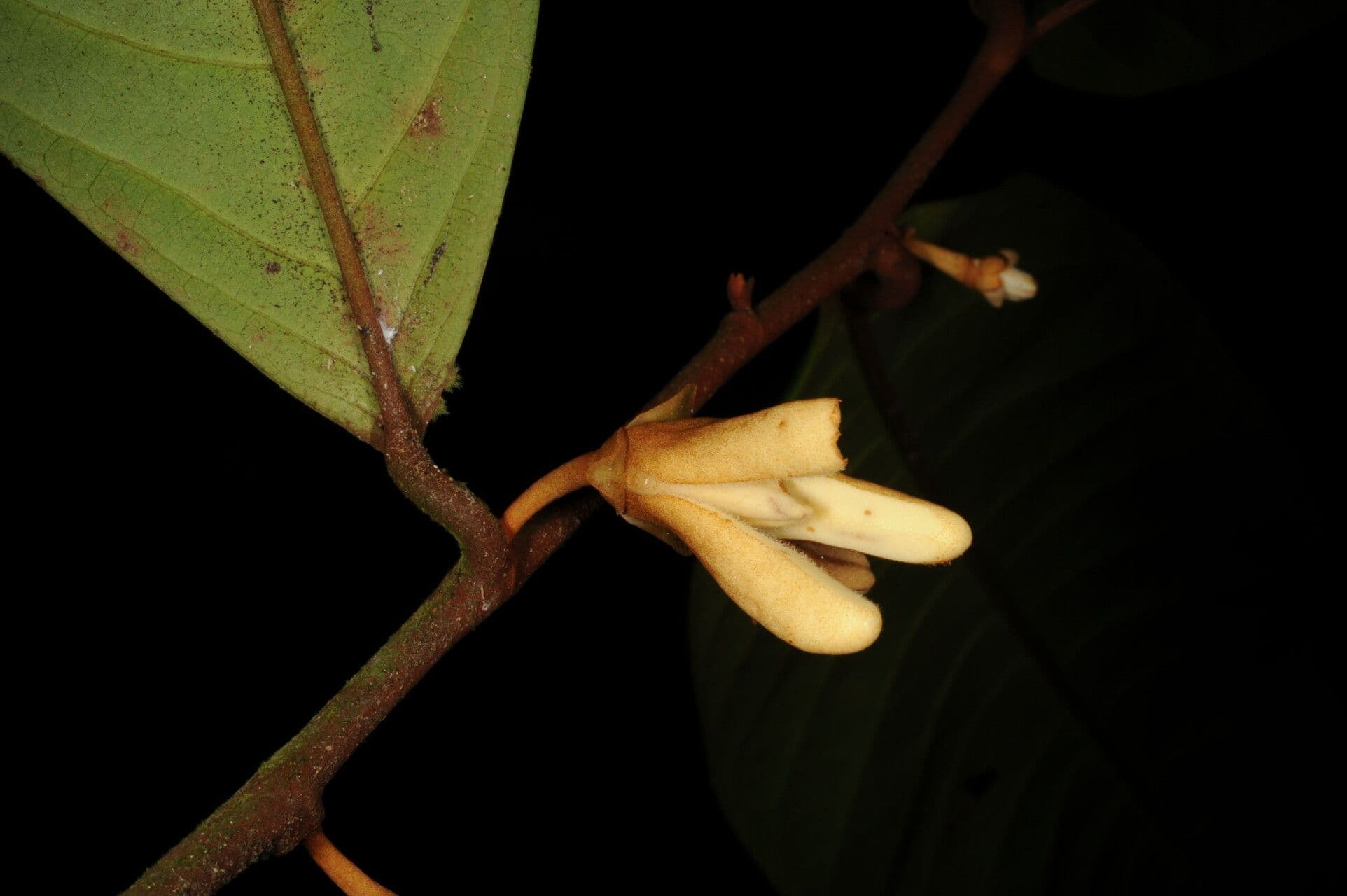 Dickblättrige Anaxagorea 2