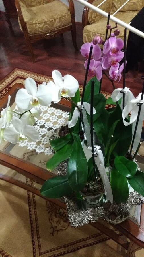 Orchidea farfalla 5