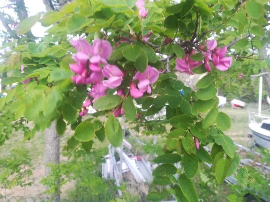Robinia ispida 17