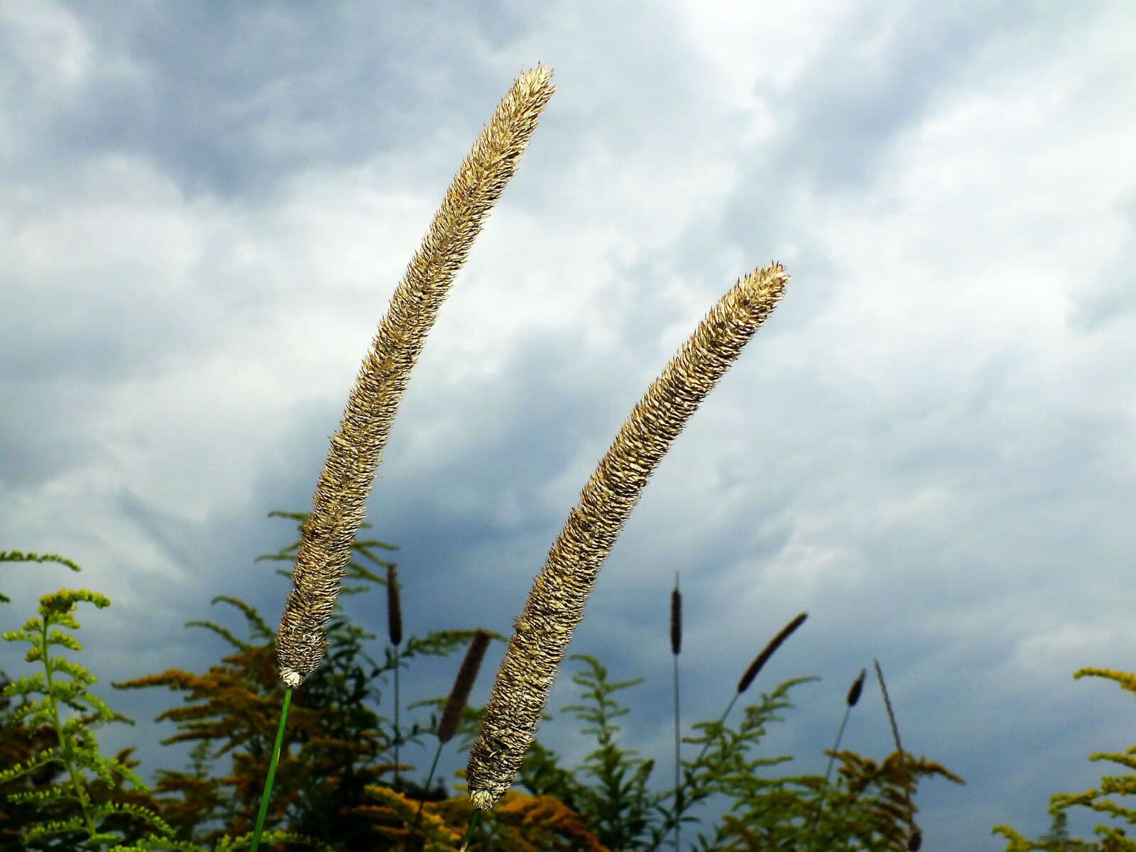 Codolina 3