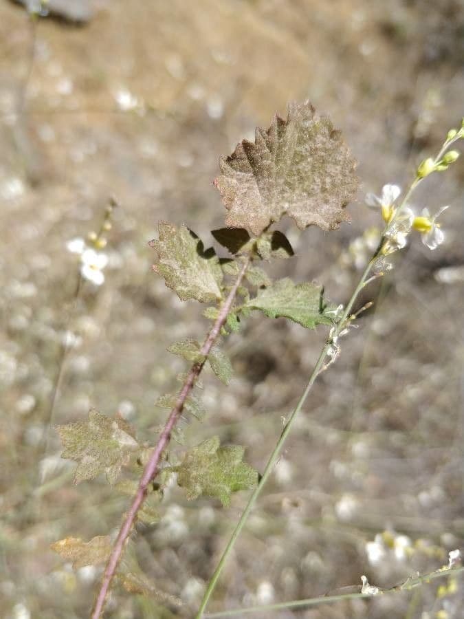 Crambe filiforme 13