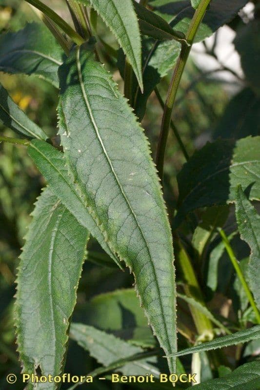 Senecio 18