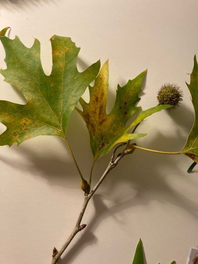 Platanus orientalis 17