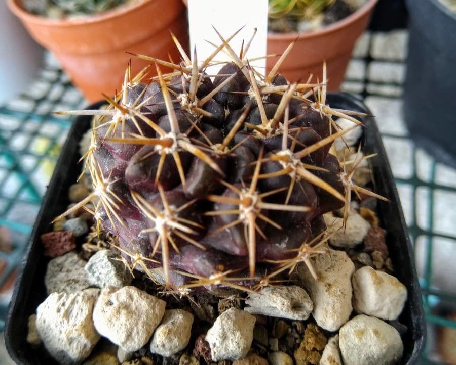 Eriosyce curvispina 6