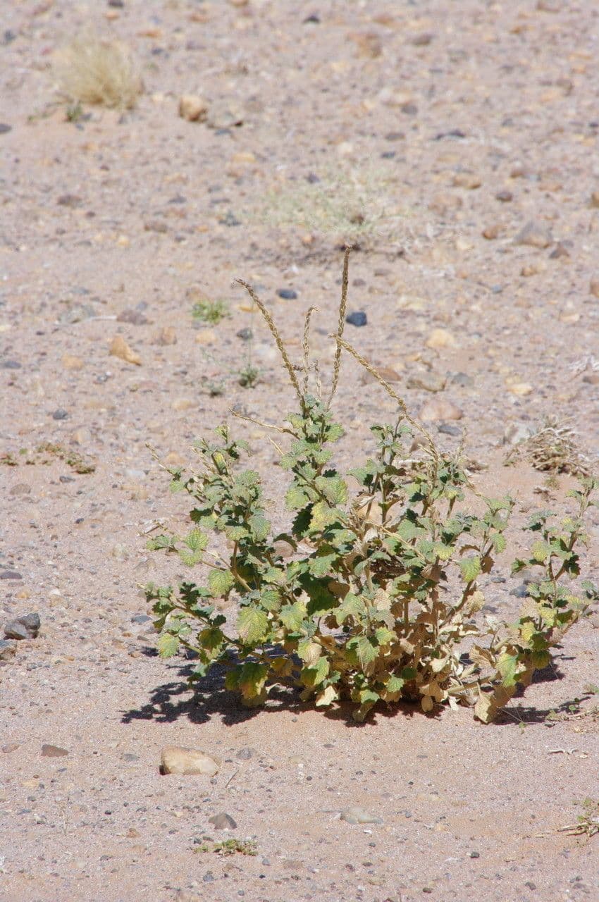 Chasmanthium 6