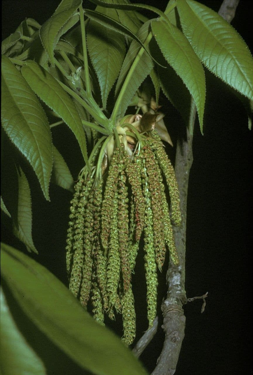 Carya ovata 8